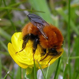 Bumble-bee sp. - Bombus sp. © John Muddeman